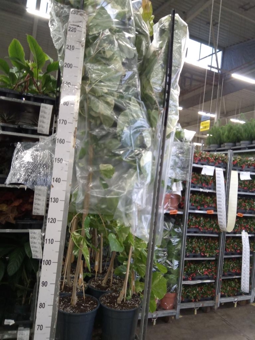 <h4>Planten Groen   ...L%</h4>