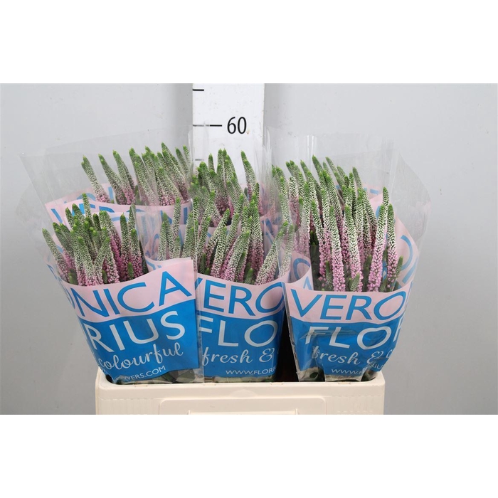 <h4>Veron Smart Roswitha</h4>