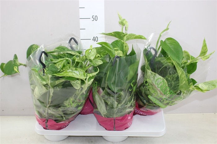 Epipremnum Marble Queen Hang