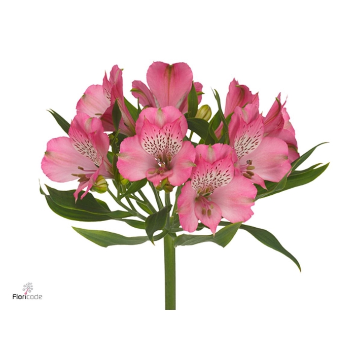 <h4>Alstroemeria Avianna</h4>