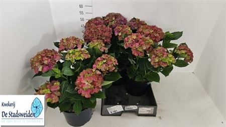 Hydr M Red Eris