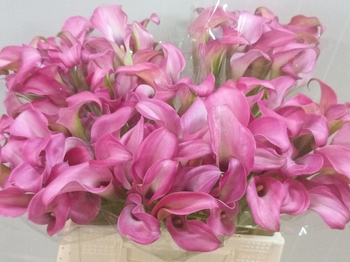 <h4>Calla Zazu</h4>