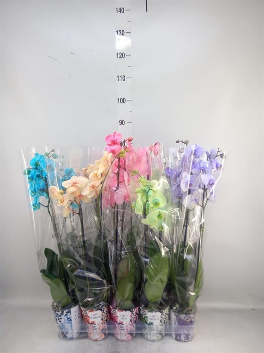 <h4>Phalaenopsis   ...</h4>