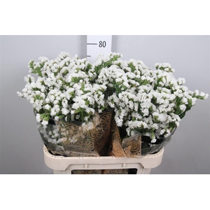 Lim S White Starl Wings