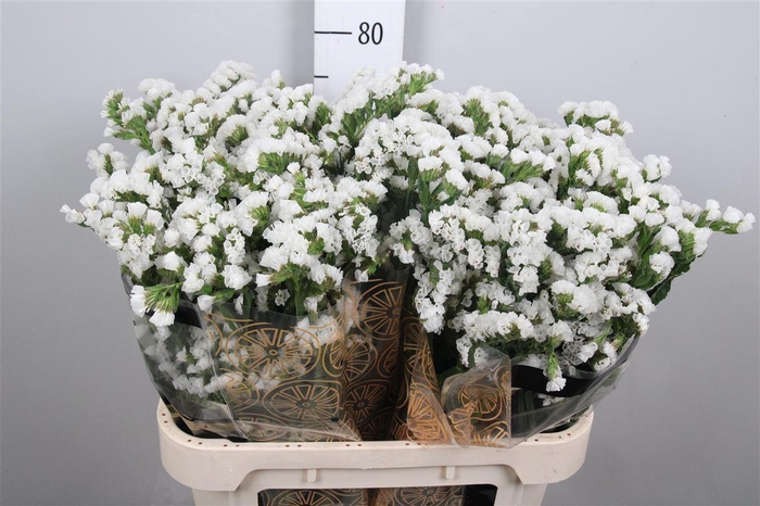 <h4>Lim S White Starl Wings</h4>