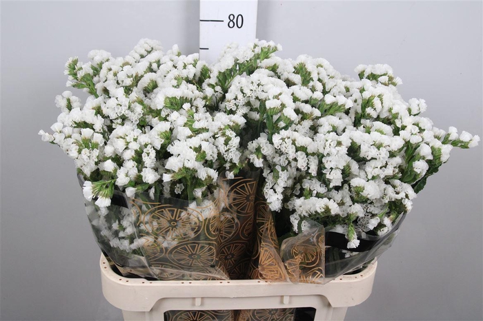 <h4>Lim S White Starl Wings</h4>