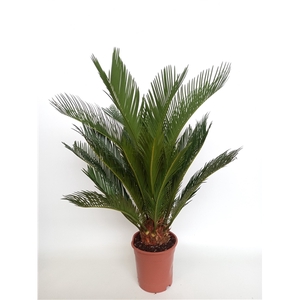 Cycas revoluta 17 cm