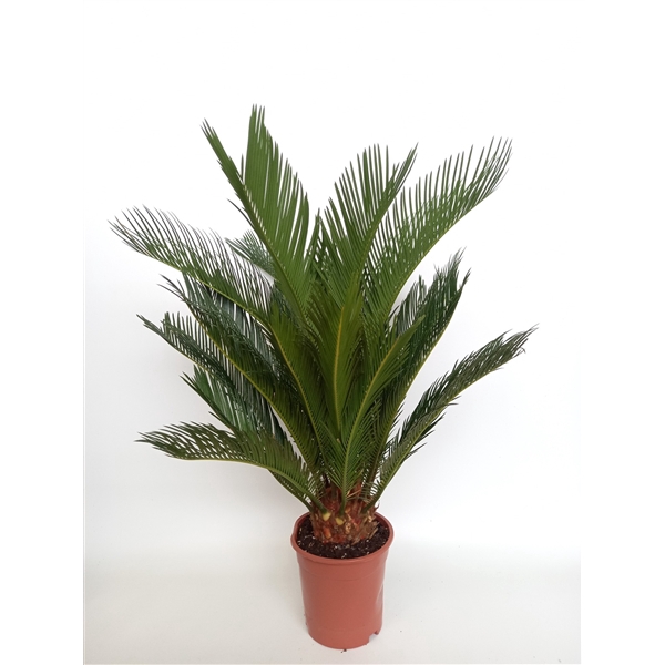 <h4>Cycas revoluta 17 cm</h4>