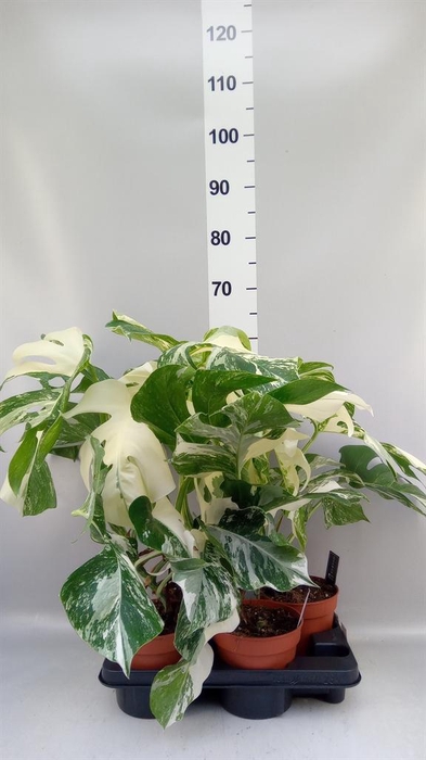 <h4>Monstera delic. 'Variegata'</h4>