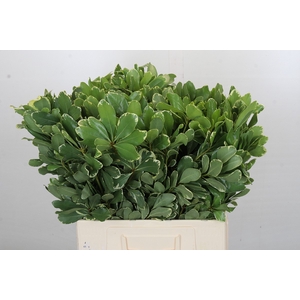 Pittosporum Ilan