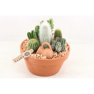 arr3 UB - Terra schaal x3 cactus