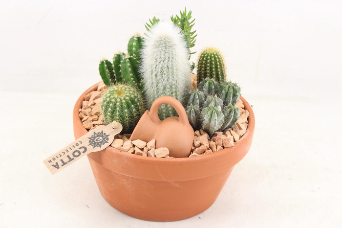 <h4>arr3 UB - Terra schaal x3 cactus</h4>