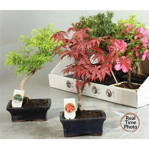 Bonsai Gem Acer Type