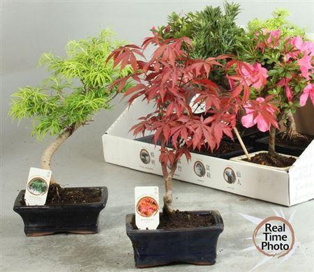 <h4>Bonsai Gem Acer Type</h4>