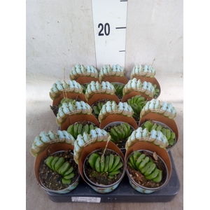 Haworthia   ...