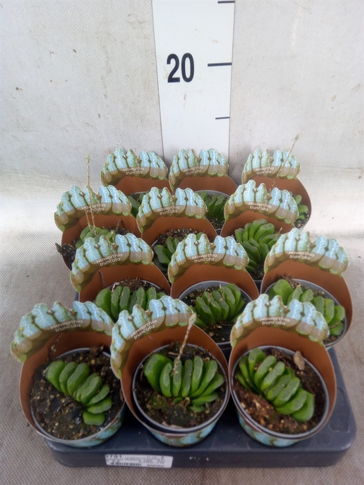 <h4>Haworthia   ...</h4>