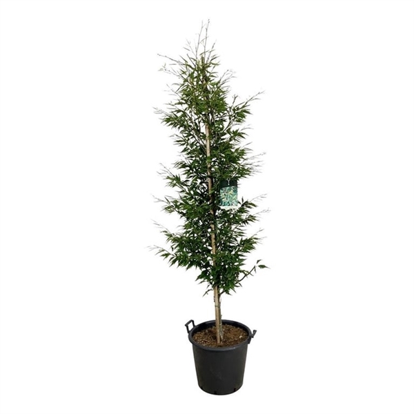 <h4>Fagus syl. 'Aspleniifolia'</h4>