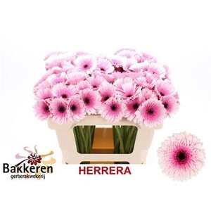 Ge Mi Herrera