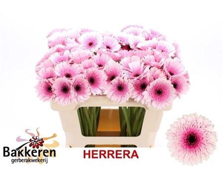 <h4>Ge Mi Herrera</h4>