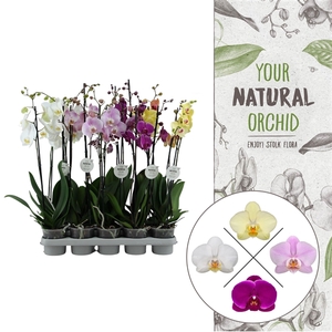 Your Natural Orchid | Mix 65cm | Phalaenopsis 2 spike