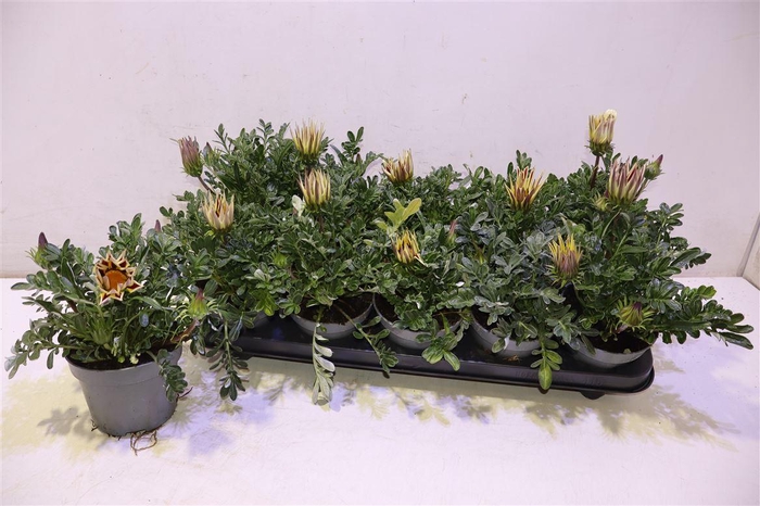 <h4>Gaz Kiss White</h4>