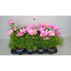 Cosmos bipinnatus 'Casanova Pink'