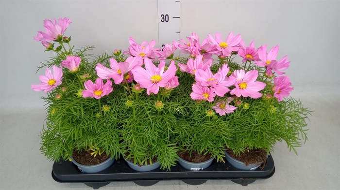 <h4>Cosmos bipinnatus 'Casanova Pink'</h4>