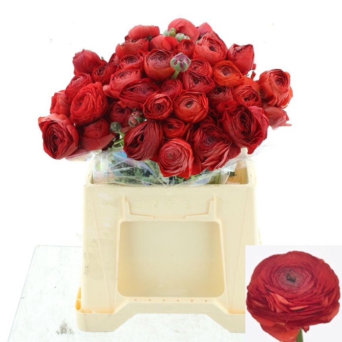 <h4>RAN SU TANGO</h4>