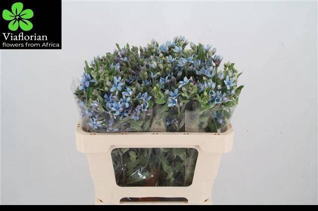 <h4>OXY CO TAN PURE BLU</h4>