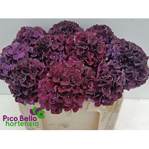 HYDR M MAG RUBYRED P