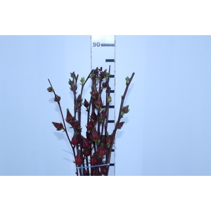 FOLH HIBISCUS VINAGREIRO