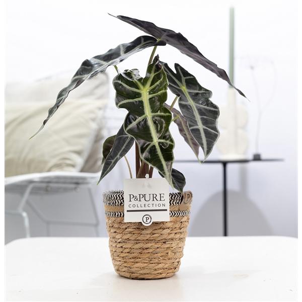 <h4>Alocasia Polly in P&PURE Basket 6</h4>