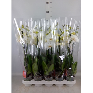 Phalaenopsis   ...white