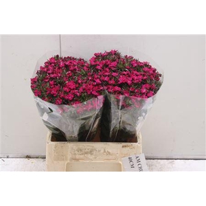 Di Barb K Am Neon Cher