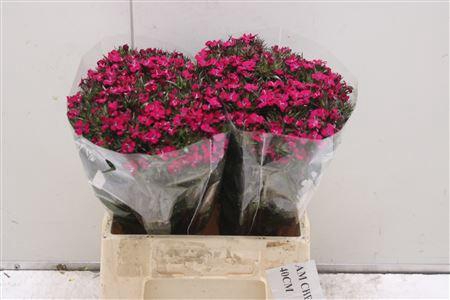 <h4>Di Barb K Am Neon Cher</h4>