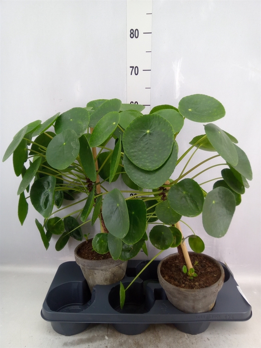 Pilea peperomoides