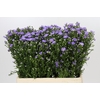 Aster Cassandra