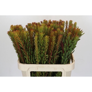 Leucadendron Safari Sunset