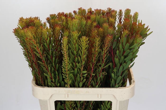 <h4>Leucadendron Safari Sunset</h4>