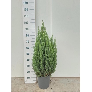 JUNI CH STRICTA