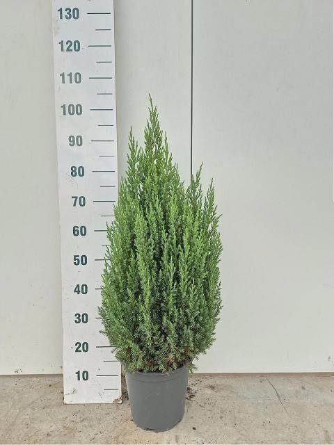 <h4>JUNI CH STRICTA</h4>