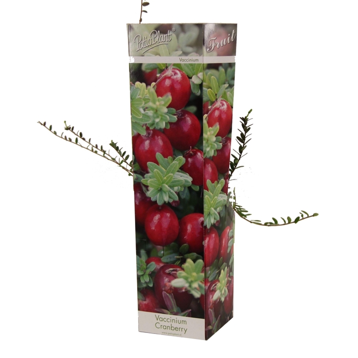 <h4>Vaccinium macrocarpon Cranberry</h4>