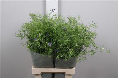 <h4>Nige Bucharica</h4>