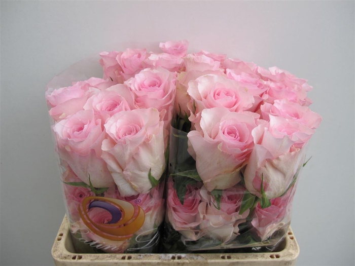 <h4>R Gr Christa Ll</h4>