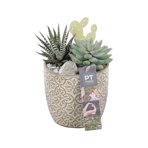 PTSU8470 Arrangement Succulenten in keramiek pot