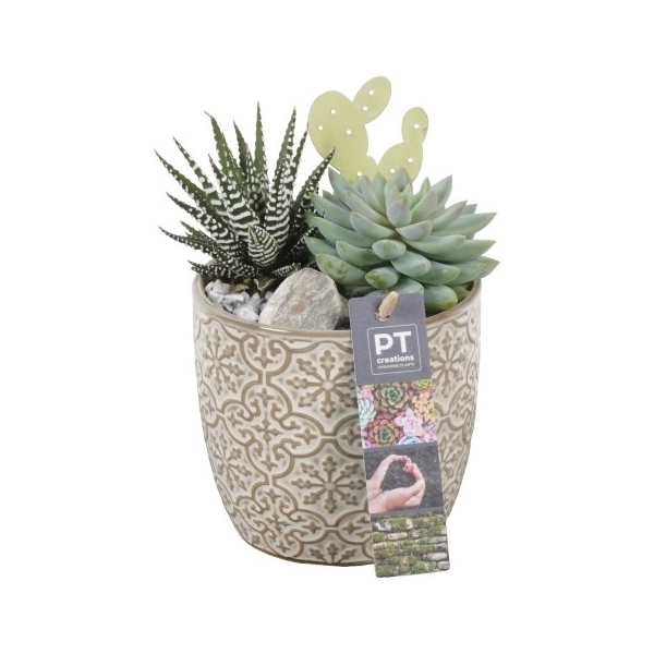<h4>PTSU8470 Arrangement Succulenten in keramiek pot</h4>