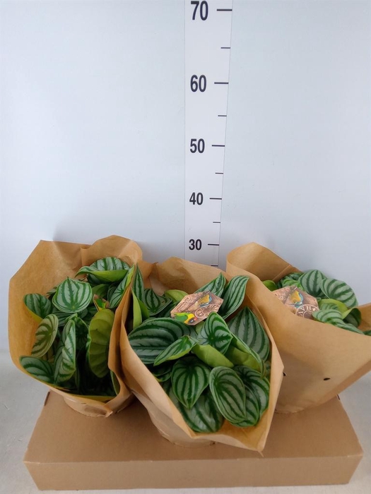 <h4>Peperomia argyreia</h4>