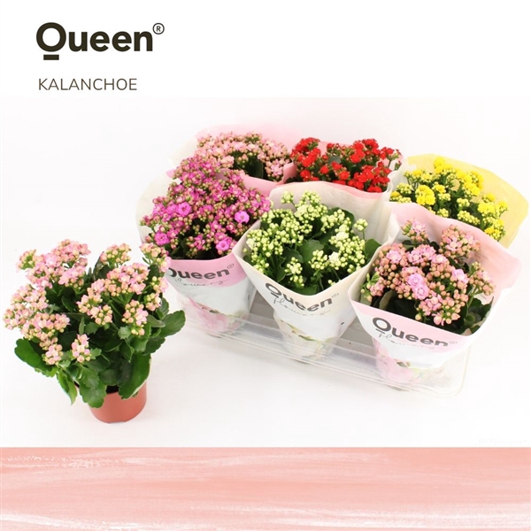 <h4>Kalanchoe Mix P14 KLEUR PER LAAG Queen</h4>