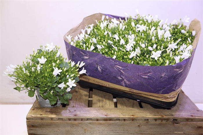 <h4>Camp Port Royal</h4>