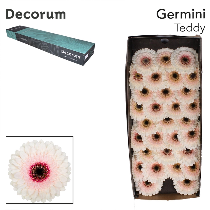 <h4>Germini Teddy Doos</h4>